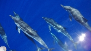 dolphins a filicudi eolie